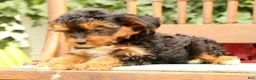 Morkie dogs for sale: Doogie - Ad 5