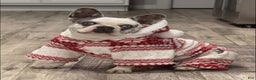 French Bulldog dogs for sale: Autumn - Ad 3
