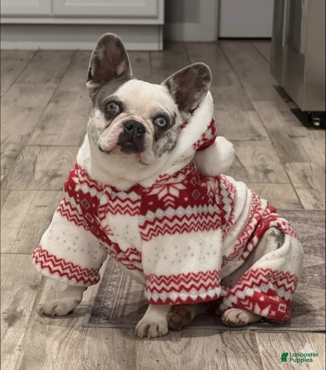 French Bulldog dogs for sale: Autumn - Ad 3