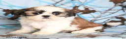 Shih Tzu dogs for sale: Coati - Ad 4