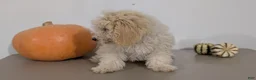 Havapoo dogs for sale: Milo - Ad 4