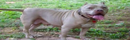 American Bully dogs for sale: Joker - Ad 5