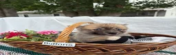 Pomsky dogs for sale: Buttons - Ad 3