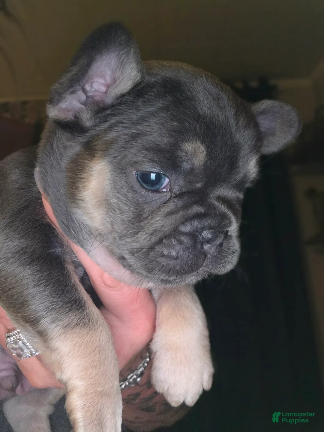 French Bulldog dogs for sale: French Bulldog Puppy 3 - Ad 1