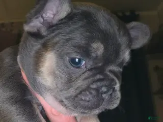 French Bulldog dogs French Bulldog Puppy 3 - Ad 12