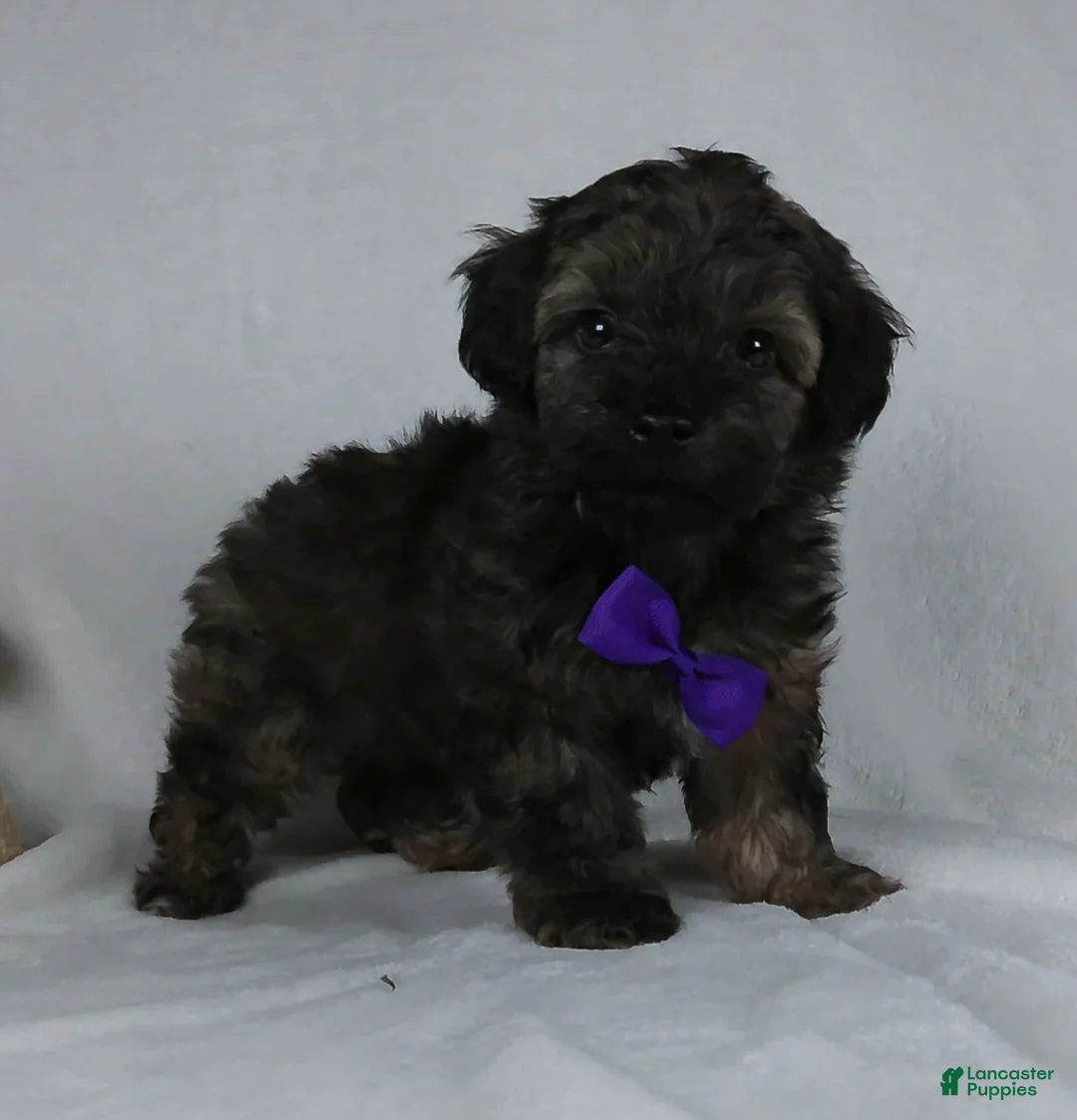 Yorkiepoo dogs for sale: Zach - Ad 3