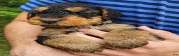 Airedale Terrier dogs for sale: Enchanted Airedales - Grey Boy - Ad 3