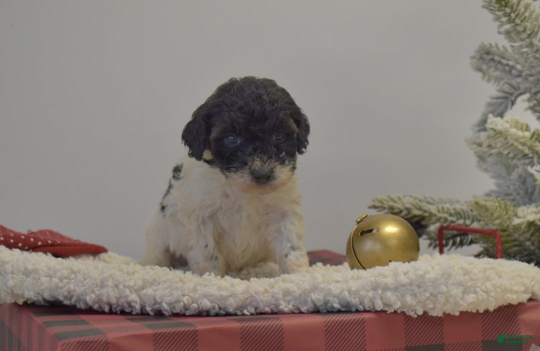 Miniature Poodle dogs for sale: Mylah - Ad 8