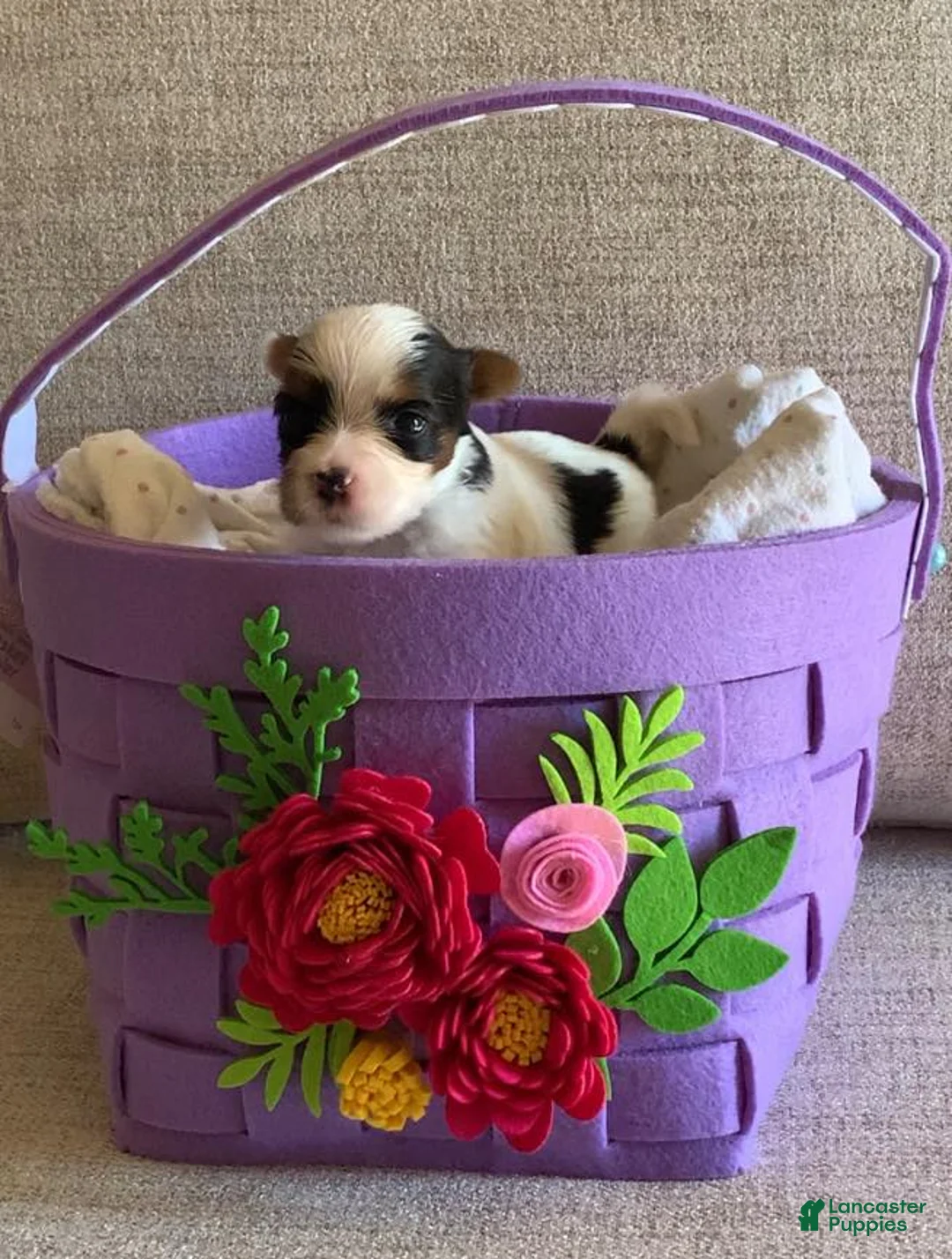 Biewer Terrier dogs for sale: Biewer Terrier Puppy 1 - Ad 1