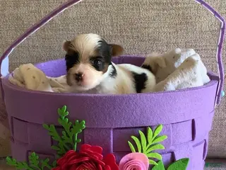 Biewer Terrier dogs for sale: Biewer Terrier Puppy 1 - Ad 1