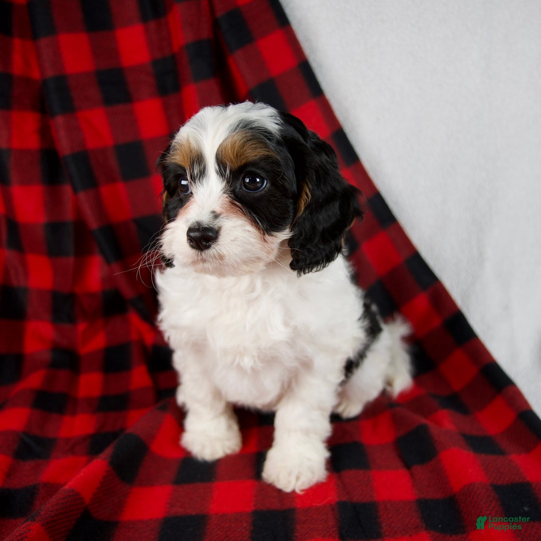 Cavapoo dogs for sale: Eden - Ad 7