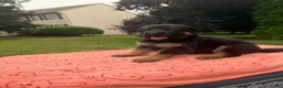 German Shepherd dogs for sale: Princesa  - Ad 1