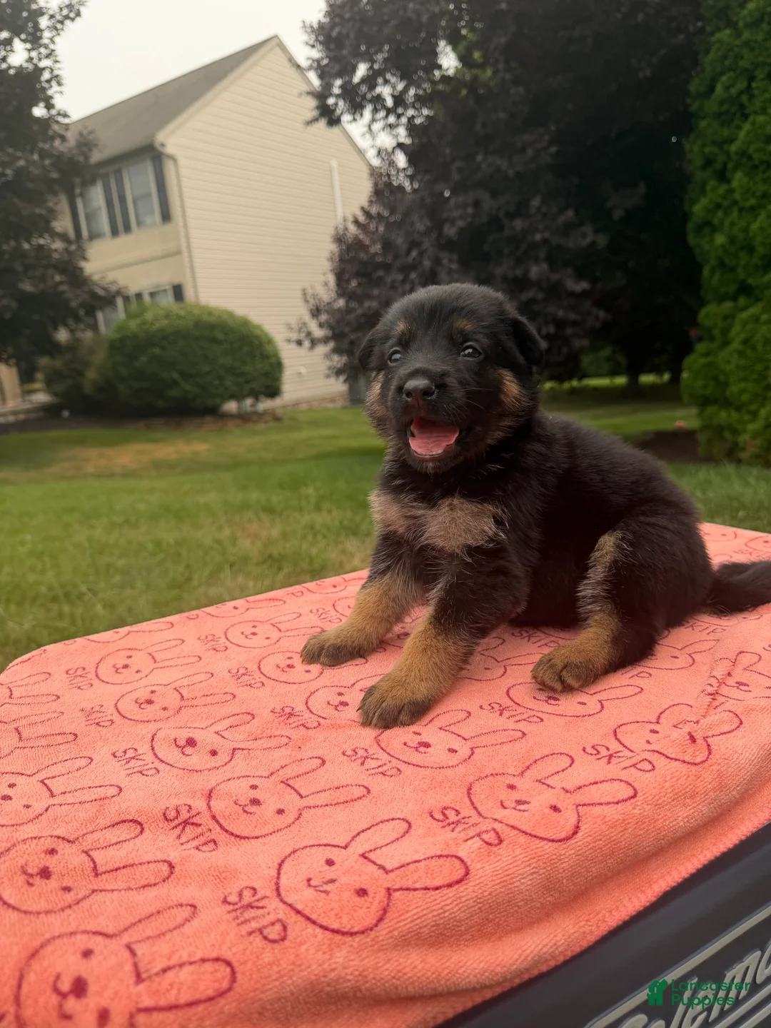 German Shepherd dogs for sale: Princesa  - Ad 1
