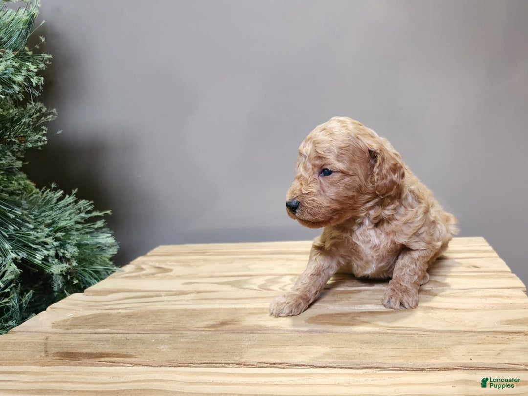 Mini Goldendoodle dogs for sale: Nash - Ad 6