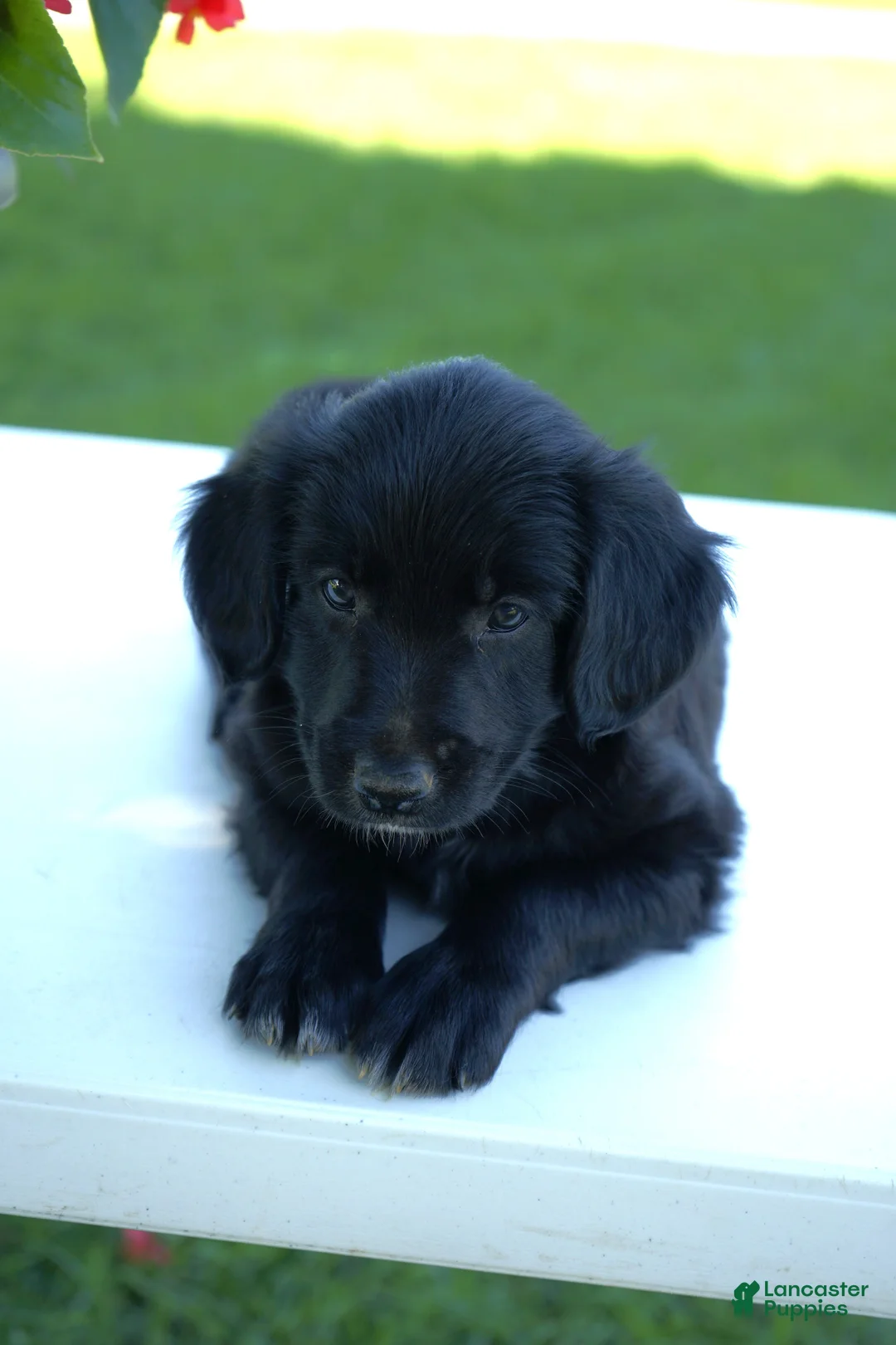 Mixed Breed dogs for sale: Buster - Ad 2