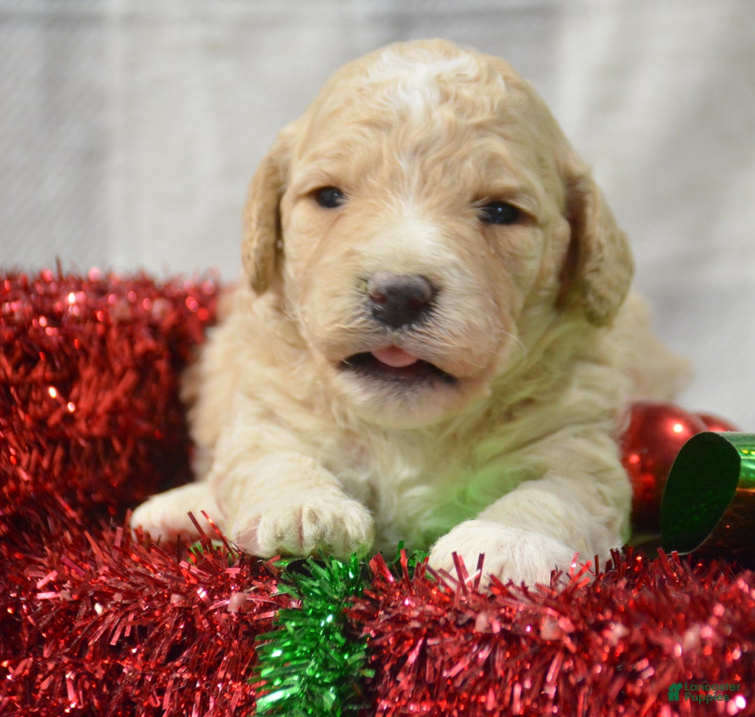 Miniature Poodle dogs for sale: Miniature Poodle Puppy 3 Paisley - Ad 3