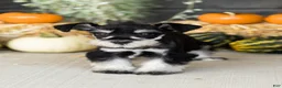 Miniature Schnauzer dogs for sale: Sam  - Ad 2