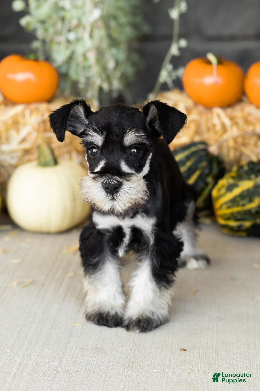 Miniature Schnauzer dogs for sale: Sam  - Ad 2