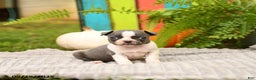 Boston Terrier dogs for sale: Kylie - Ad 11
