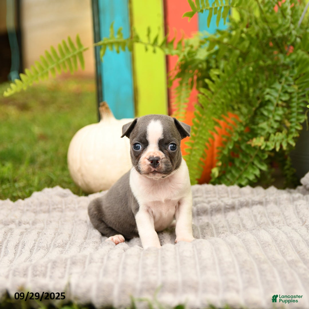 Boston Terrier dogs for sale: Kylie - Ad 11