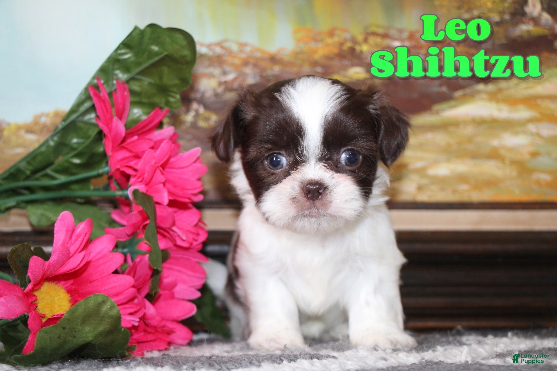 Shih Tzu dogs Leo - Ad 15