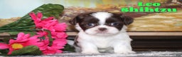 Shih Tzu dogs for sale: Leo - Ad 1