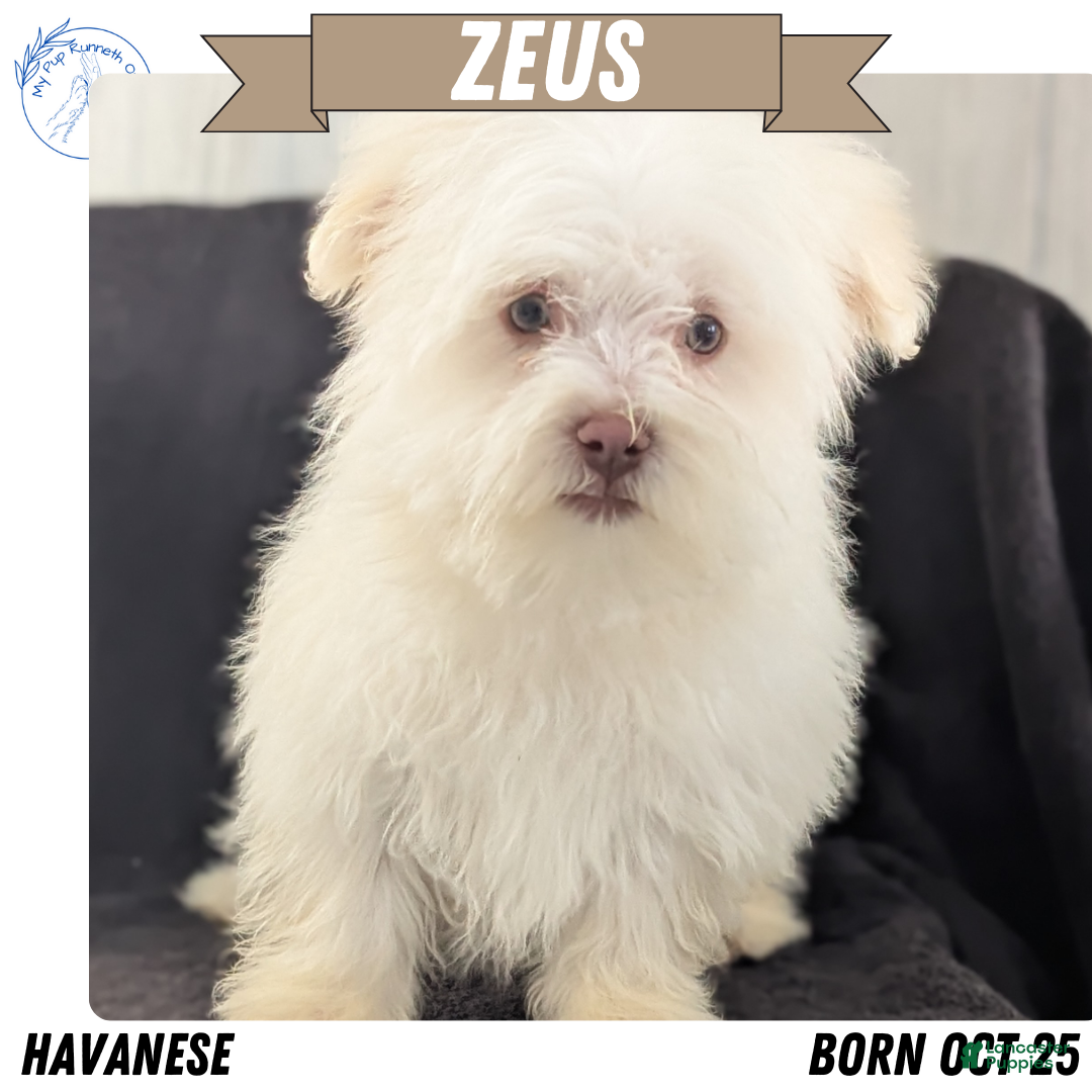 Havanese dogs Zeus - Ad 39