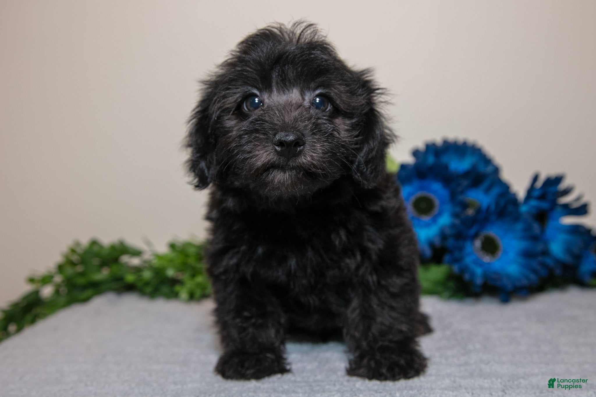 Yorkiepoo dogs Jacob - Ad 1