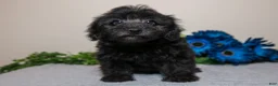 Yorkiepoo dogs for sale: Jacob - Ad 1