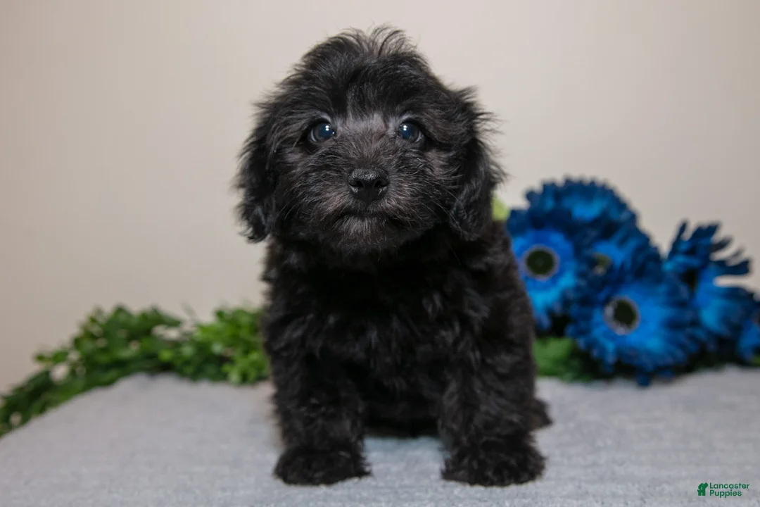Yorkiepoo dogs for sale: Jacob - Ad 1