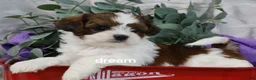 Mixed Breed dogs for sale: Loveda - Ad 15