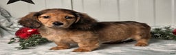 Miniature Dachshund dogs for sale: Shelly - Ad 2