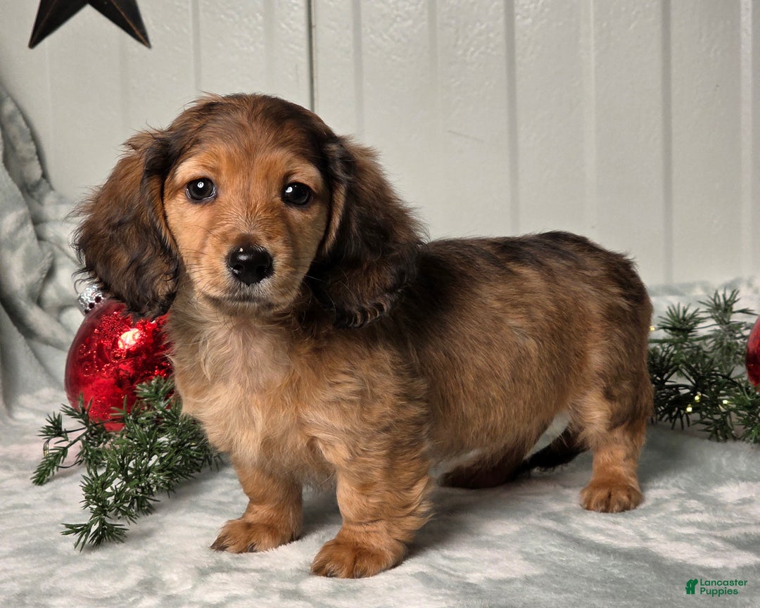 Miniature Dachshund dogs for sale: Shelly - Ad 2
