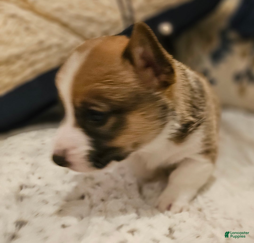 Mixed Breed dogs for sale: Jasper - Ad 4