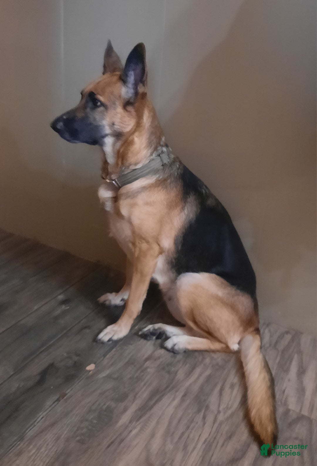 German Shepherd dogs for sale: Diamond - Ad 48