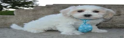 Maltipoo dogs for sale: Max - Ad 5