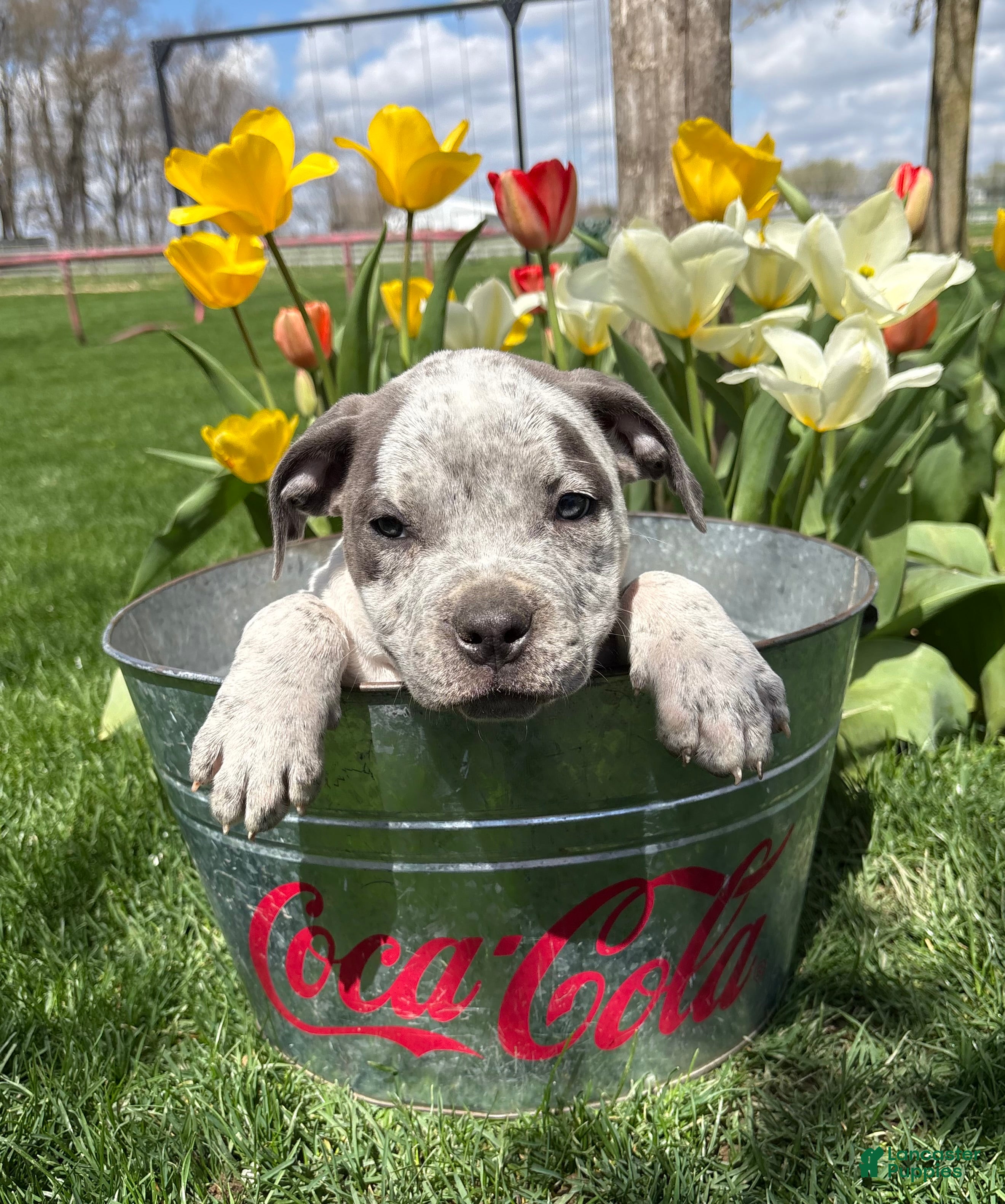 Mixed Breed dogs Stella - Ad 2