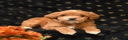 Mini Goldendoodle dogs for sale: Bashful - Ad 2