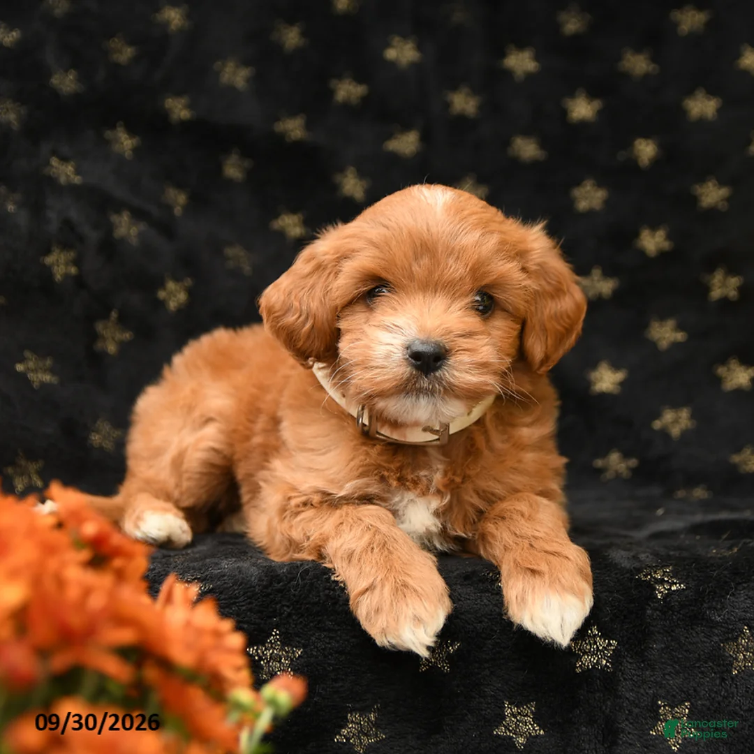 Mini Goldendoodle dogs for sale: Bashful - Ad 2