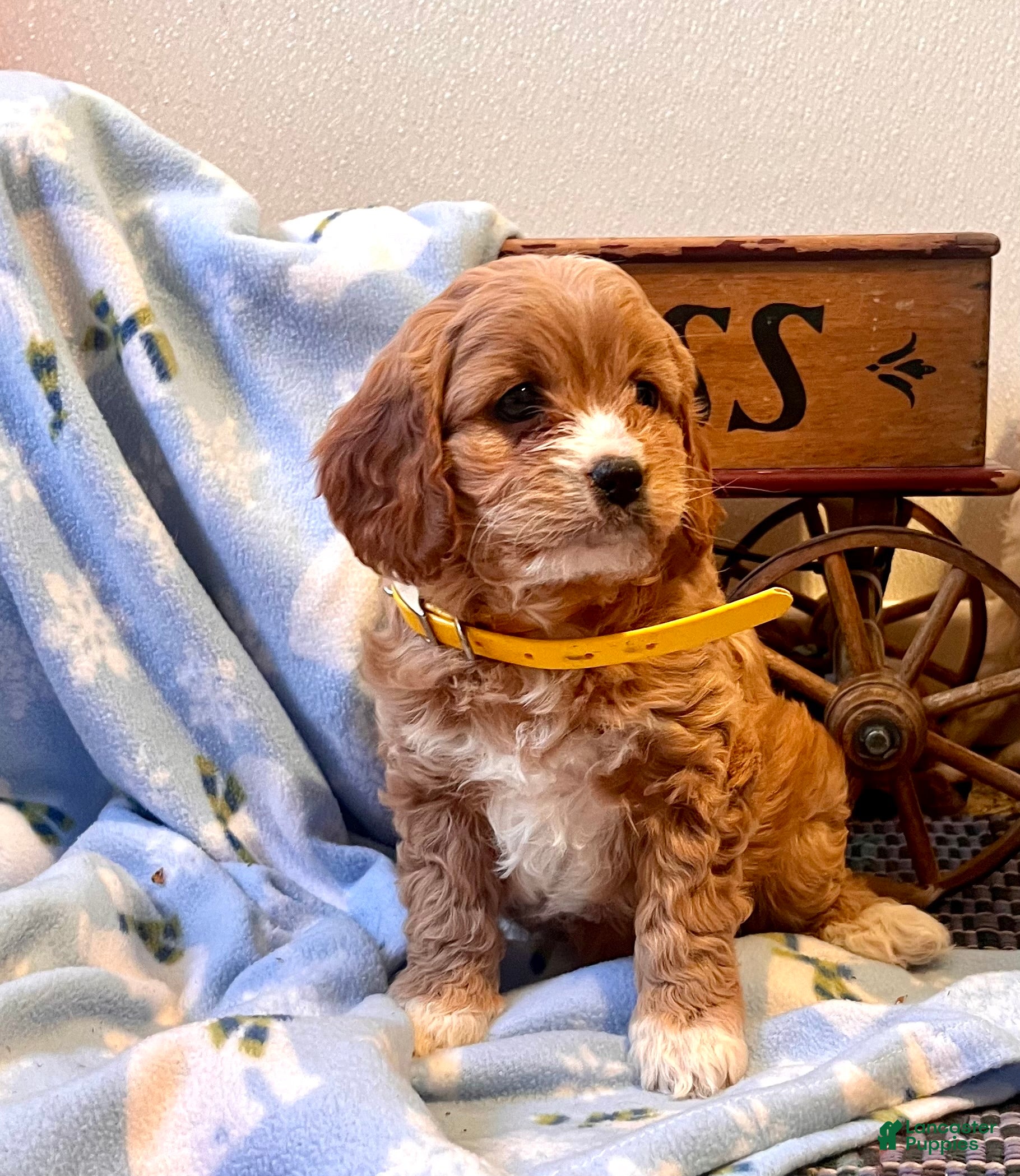 Cavapoo dogs Cutie❤️🐾Call 717-475-6780 - Ad 22