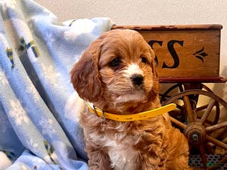Cavapoo dogs Cutie❤️🐾Call 717-475-6780 - Ad 21
