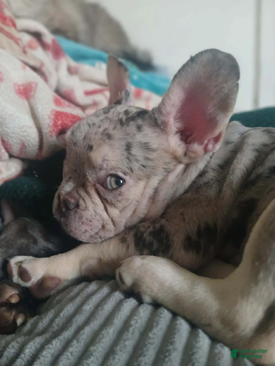 French Bulldog dogs for sale: French Bulldog Puppy 2 - Ad 2