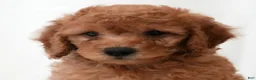 Mini Goldendoodle dogs for sale: Remington - Ad 9