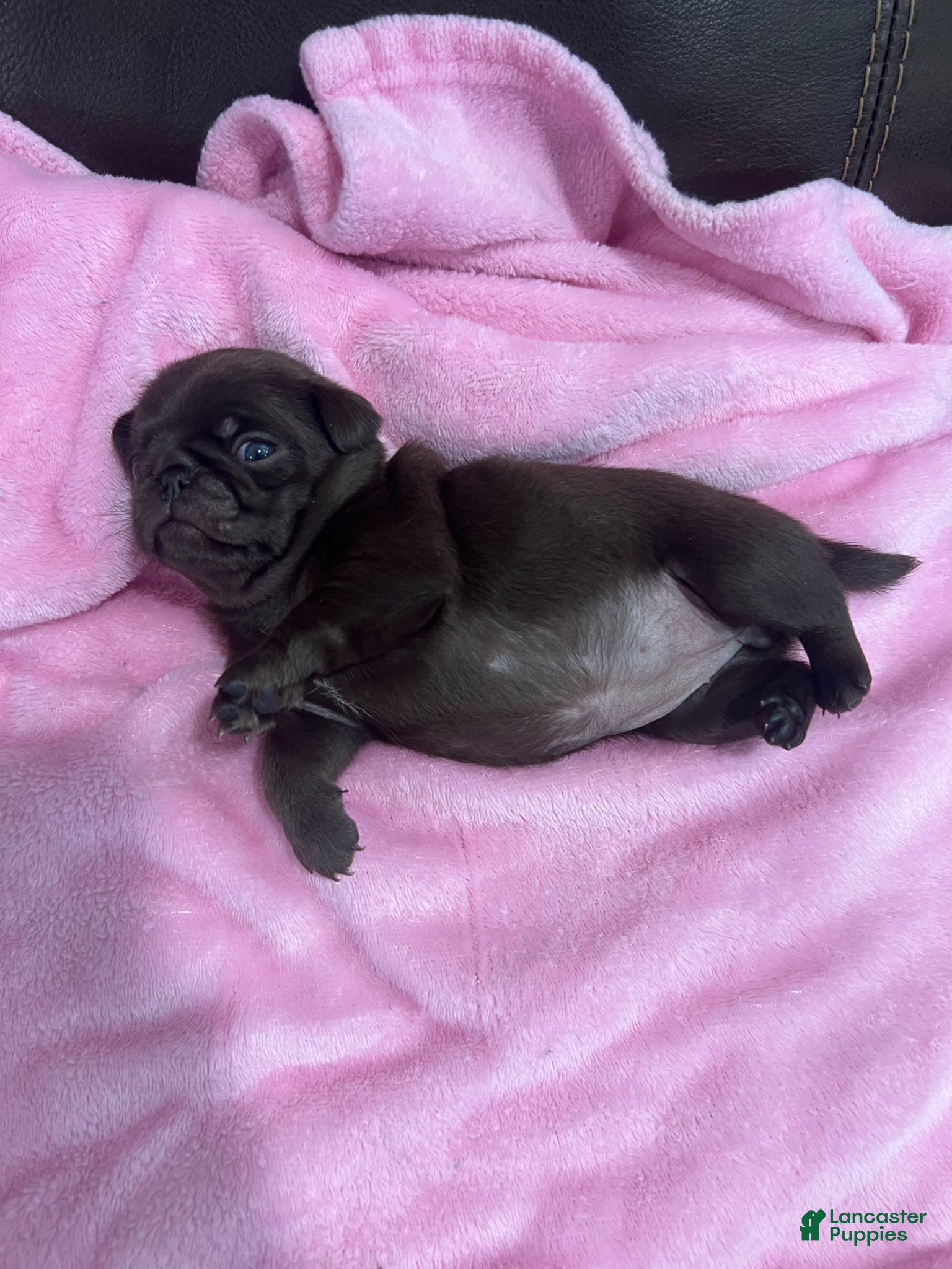 Pug dogs Chocolate Girl - Ad 1