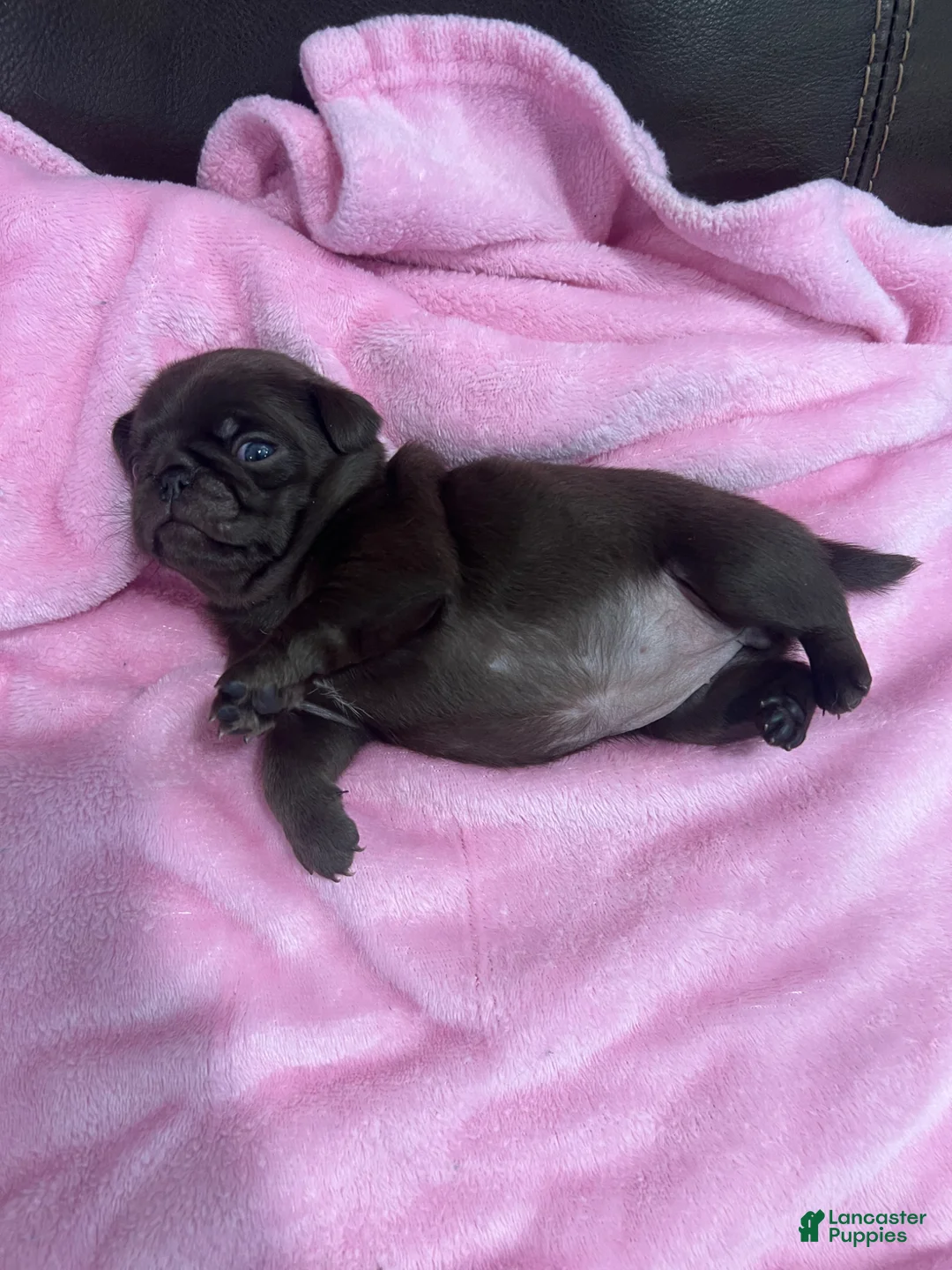 Pug dogs for sale: Chocolate Girl - Ad 1