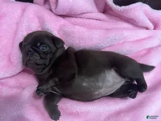 Pug dogs for sale: Chocolate Girl - Ad 2