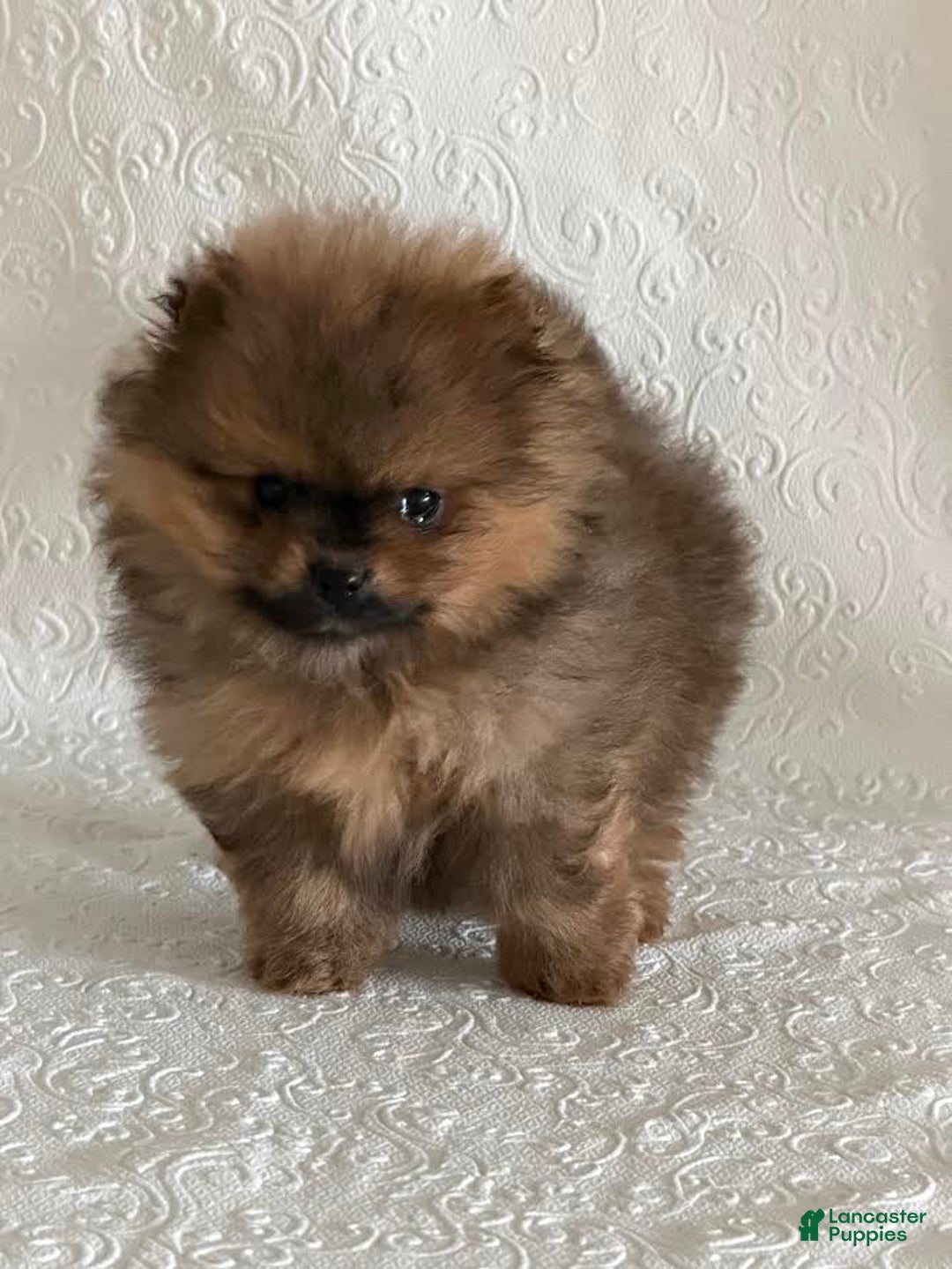 Pomeranian dogs for sale: Dazzle - Ad 2