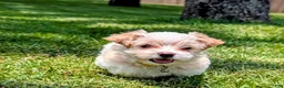 Yorkshire Terrier dogs for sale: Emma - Ad 4