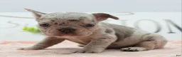 Mixed Breed dogs for sale: Bria merle - Ad 5
