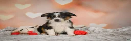 Miniature Australian Shepherd dogs for sale: Anna - Ad 4